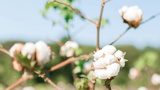 cotton flower in field