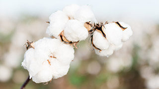 cotton flower