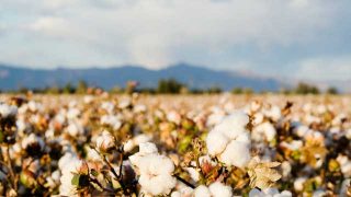 cotton flower in fields with mountains