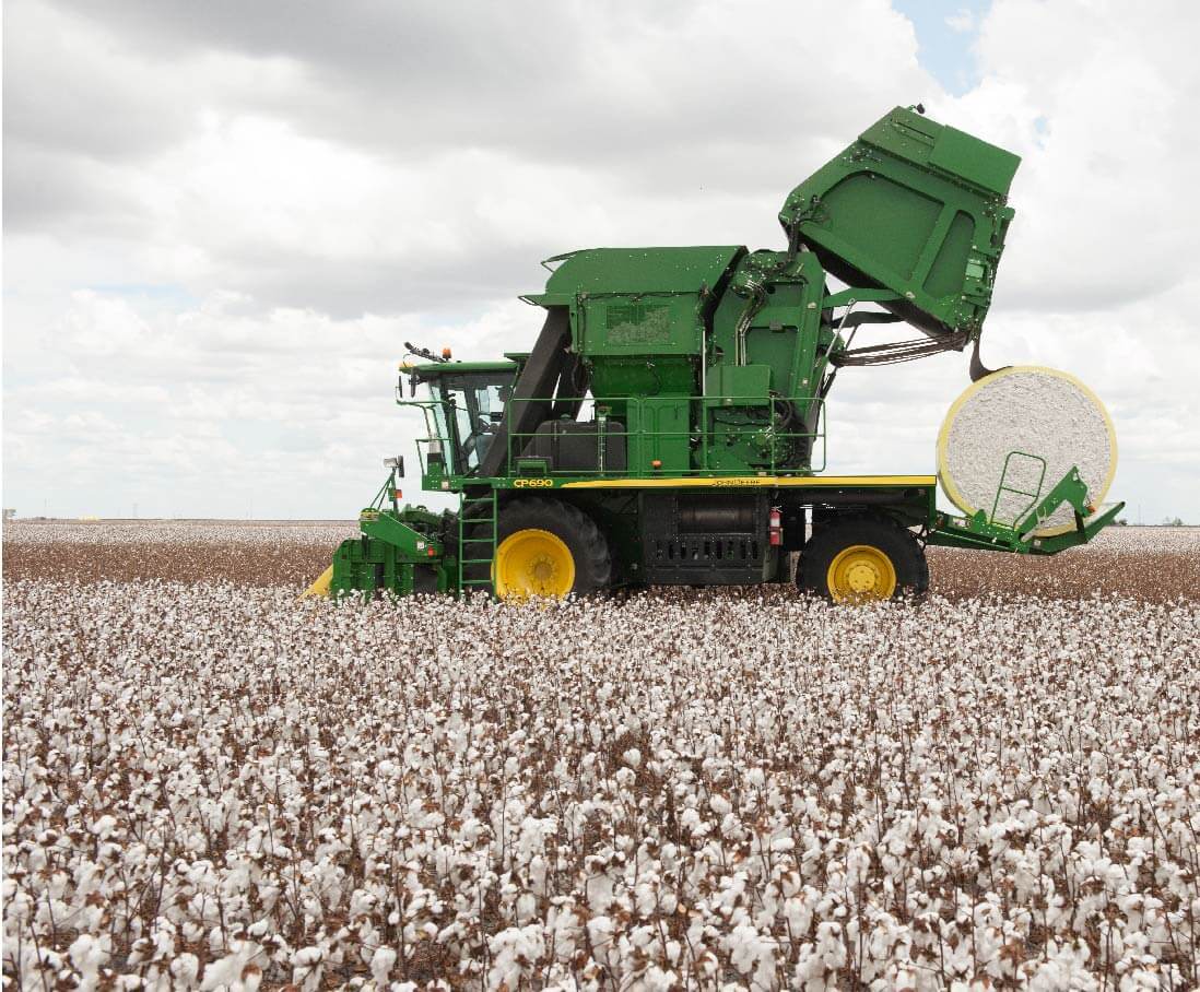 Cotton Harvest