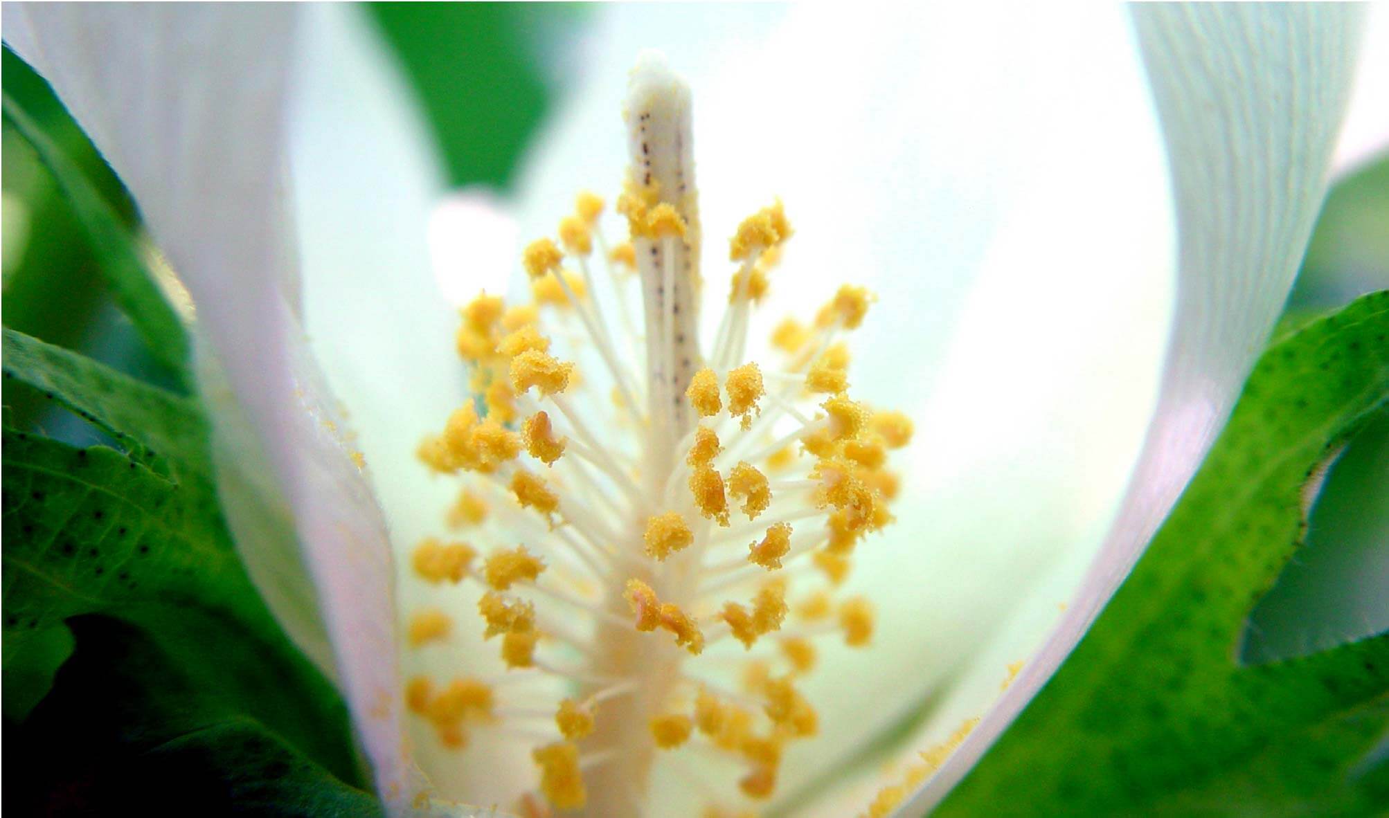 Cotton Flower Development