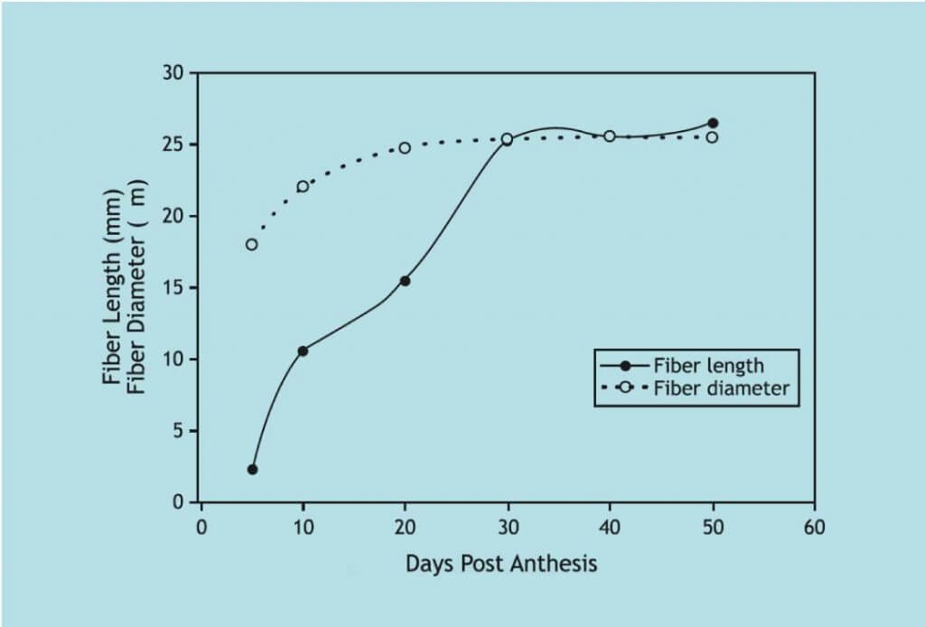 Cotton Fiber Development & Maturation CottonWorks™