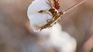 Sourcing Cotton