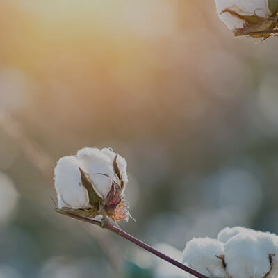 Promo-Square_Sourcing-Cotton