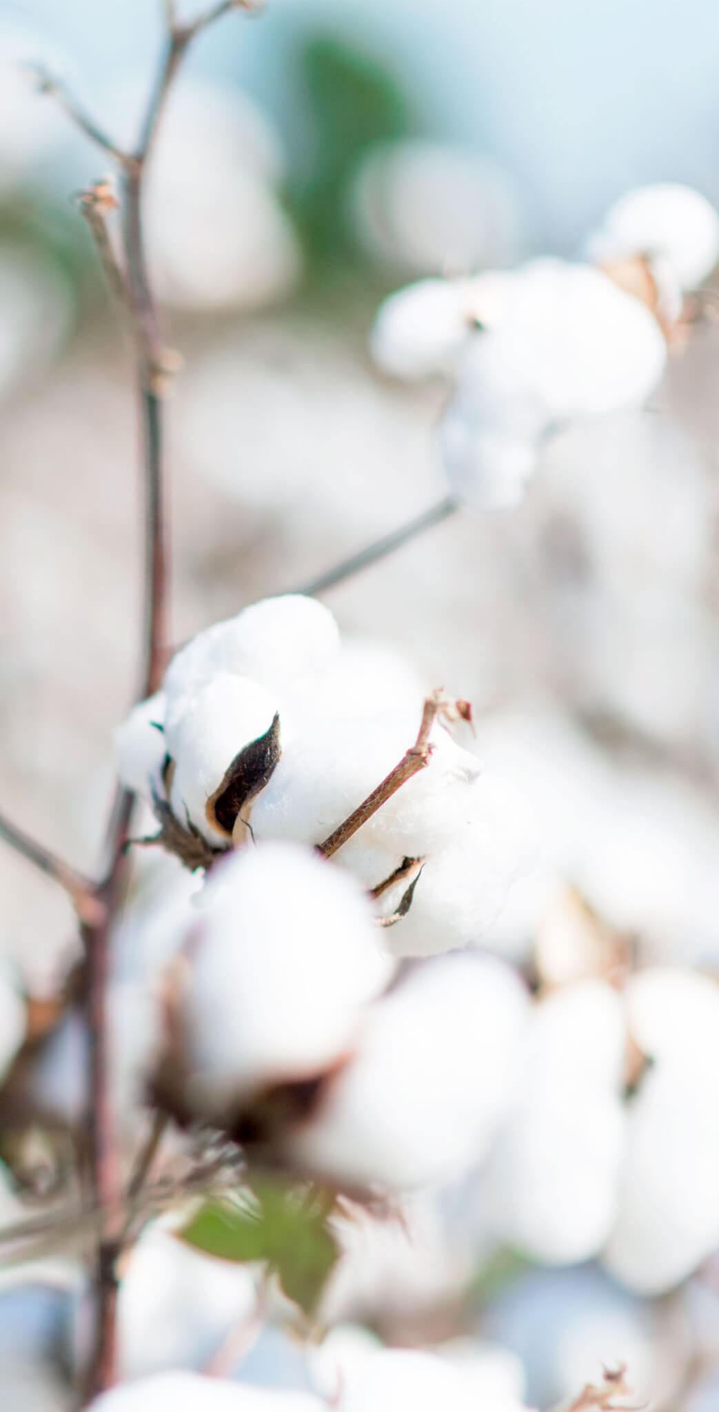 Cotton plant in field