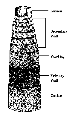 Structure of Cotton Fiber