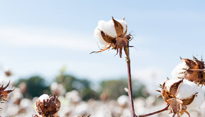 Image of cotton plant