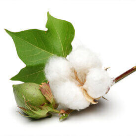 La biodegradabilidad del algodón en el suelo y en el agua