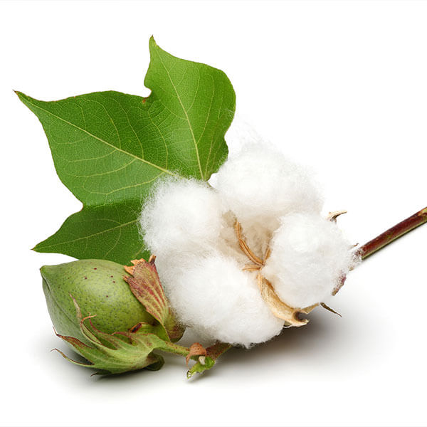 A Sustainable Future with Cotton