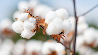 Cotton Traceability Basics