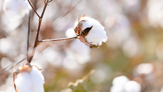 Cotton Traceability Technology