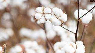 Cotton Traceability Trade Patterns